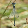 _MG_2277 Lestes dryas male